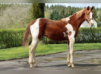 American Indian Horse, Étalon, 1 Année, 150 cm, Tobiano-toutes couleurs