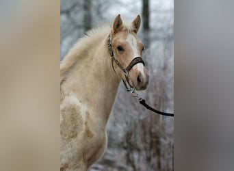 American Indian Horse, Étalon, 1 Année, 155 cm, Palomino