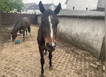 American Indian Horse, Gelding, 2 years, 15.2 hh, Bay-Dark