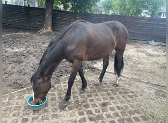 American Indian Horse, Gelding, 2 years, 15.2 hh, Bay-Dark