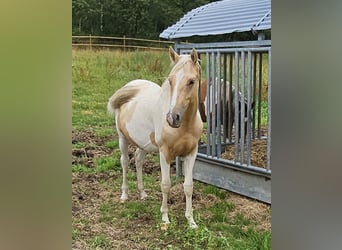 American Indian Horse, Gelding, 3 years, 14.3 hh, Pinto