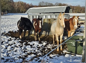 American Indian Horse, Gelding, 3 years, 14,3 hh, Pinto
