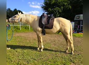 American Indian Horse, Gelding, 3 years, 15.1 hh, Dunalino