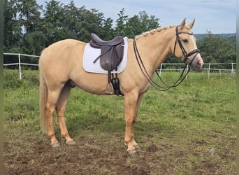 American Indian Horse, Gelding, 3 years, 15.1 hh, Dunalino
