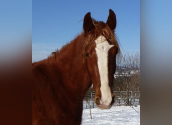 American Indian Horse, Gelding, 4 years, 14.2 hh, Chestnut-Red