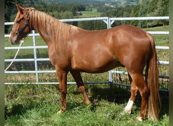 American Indian Horse Mix, Gelding, 4 years, 14.2 hh, Chestnut-Red