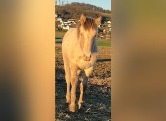 American Indian Horse, Giumenta, 1 Anno, 150 cm, Champagne