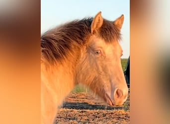 American Indian Horse, Giumenta, 1 Anno, 150 cm, Champagne