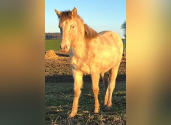 American Indian Horse, Giumenta, 1 Anno, 150 cm, Champagne