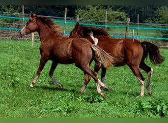 American Indian Horse, Giumenta, 1 Anno, 150 cm, Sauro scuro