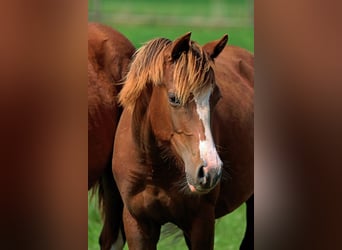 American Indian Horse, Giumenta, 1 Anno, 150 cm, Sauro scuro