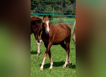 American Indian Horse, Giumenta, 1 Anno, 150 cm, Sauro scuro