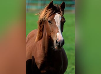 American Indian Horse, Giumenta, 1 Anno, 150 cm, Sauro scuro