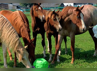 American Indian Horse, Giumenta, 1 Anno, 150 cm, Sauro scuro