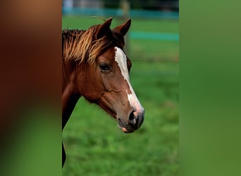 American Indian Horse, Giumenta, 1 Anno, 150 cm, Sauro scuro