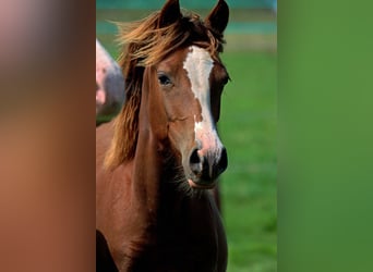 American Indian Horse, Giumenta, 1 Anno, 150 cm, Sauro scuro