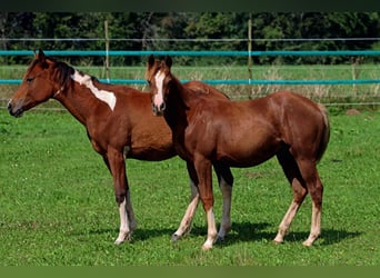 American Indian Horse, Giumenta, 1 Anno, 150 cm, Sauro scuro