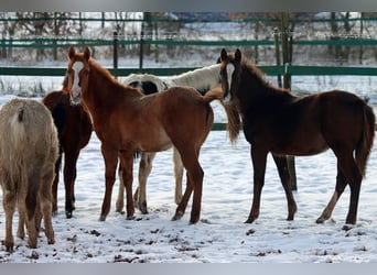 American Indian Horse, Giumenta, 1 Anno, 150 cm, Sauro scuro