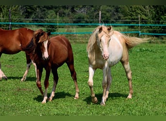 American Indian Horse, Giumenta, 1 Anno, 152 cm, Champagne