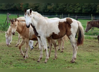 American Indian Horse, Giumenta, 1 Anno