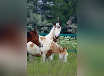 American Indian Horse, Giumenta, 1 Anno
