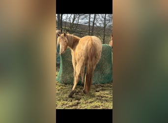 American Indian Horse, Giumenta, 2 Anni, 150 cm, Champagne