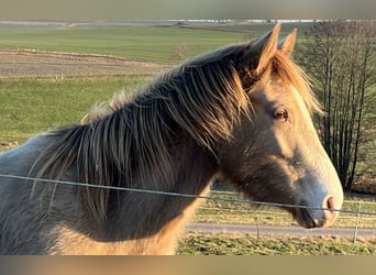 American Indian Horse, Giumenta, 3 Anni, 150 cm, Champagne