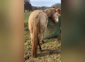 American Indian Horse, Giumenta, 3 Anni, 150 cm, Champagne