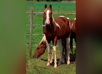 American Indian Horse, Hengst, 1 Jaar, 150 cm, Tobiano-alle-kleuren