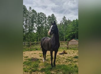 American Indian Horse, Hongre, 17 Ans, 155 cm, Overo-toutes couleurs