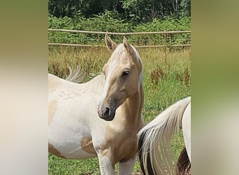 American Indian Horse, Hongre, 3 Ans, 152 cm, Pinto