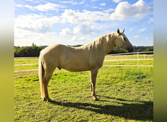 American Indian Horse, Hongre, 3 Ans, 156 cm, Dunalino