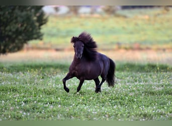 American Indian Horse, Hongre, 6 Ans, 82 cm, Noir