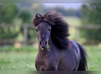 American Indian Horse, Hongre, 6 Ans, 82 cm, Noir