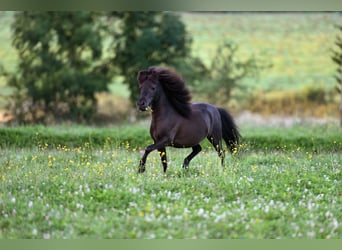 American Indian Horse, Hongre, 6 Ans, 82 cm, Noir