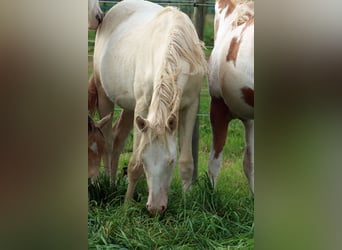 American Indian Horse, Jument, 1 Année, 153 cm, Perlino