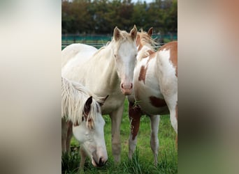 American Indian Horse, Jument, 1 Année, 153 cm, Perlino