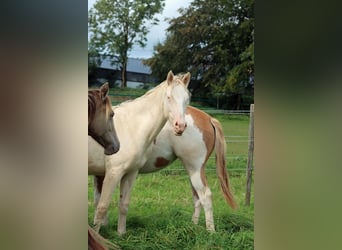 American Indian Horse, Jument, 1 Année, 153 cm, Perlino