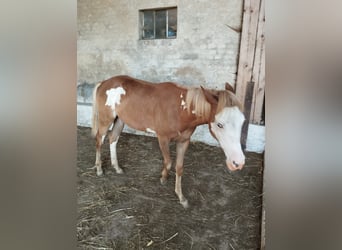 American Indian Horse Croisé, Jument, 2 Ans, Pinto