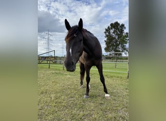 American Indian Horse, Jument, 5 Ans, 154 cm, Bai brun