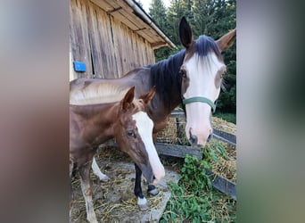 American Indian Horse, Jument, 7 Ans, 152 cm