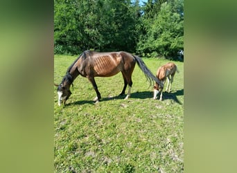American Indian Horse, Jument, 7 Ans, 152 cm
