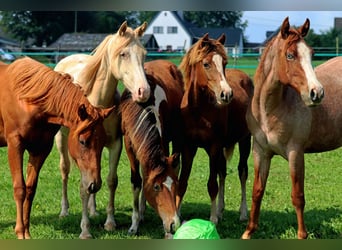 American Indian Horse, Stute, 1 Jahr, 14,2 hh, Dunkelfuchs