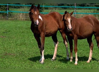 American Indian Horse, Stute, 1 Jahr, 14,2 hh, Dunkelfuchs