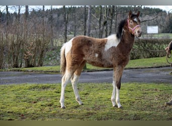 American Indian Horse, Mare, 1 year, 14.3 hh, Champagne
