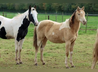 American Indian Horse, Mare, 1 year, 14.3 hh, Champagne