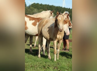 American Indian Horse, Mare, 1 year, 14.3 hh, Champagne