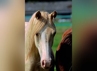 American Indian Horse, Stute, 1 Jahr, 14,3 hh, Champagne