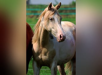 American Indian Horse, Stute, 1 Jahr, 14,3 hh, Champagne