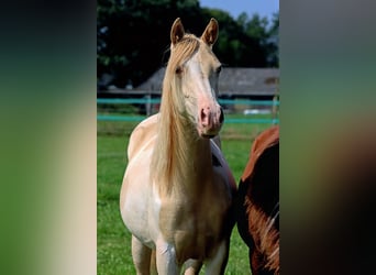 American Indian Horse, Stute, 1 Jahr, 14,3 hh, Champagne